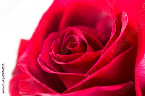 One red rose closeup.