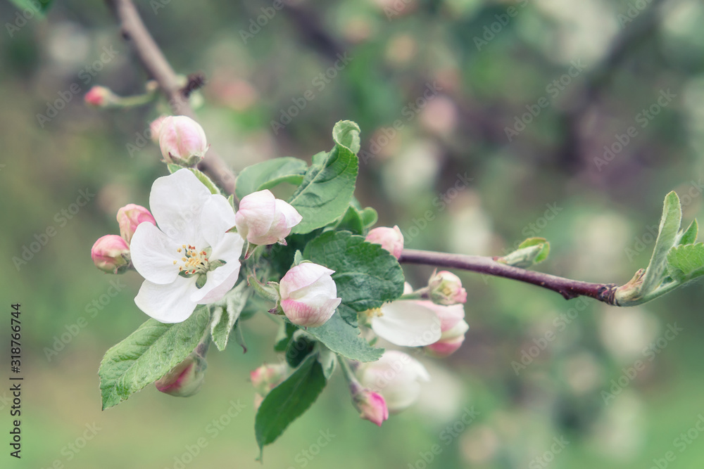 Sprig of apple tree with white-pink flowers and buds in a spring garden close-up Sprig of apple tree with white-pink flowers and buds in a spring garden close-up