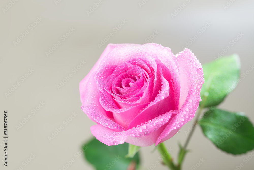 A pink rose covered with drops of water.