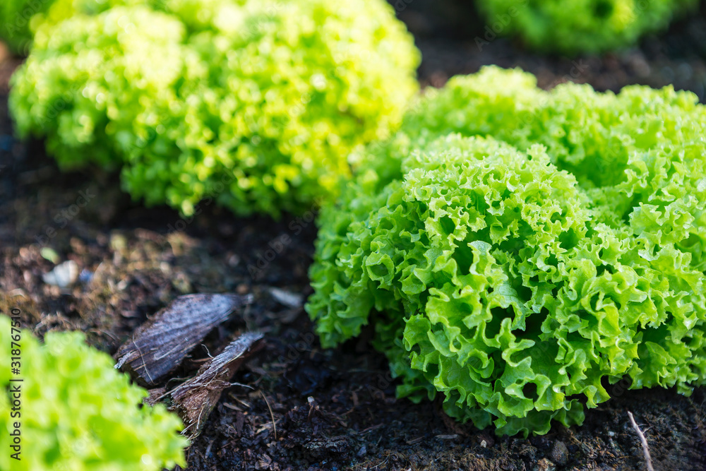 Green lettuce from organic farm, outdoor day light, healthy food, fresh green vegetable - obrazy, fototapety, plakaty 