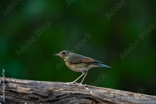 Bird on tree log in forest.