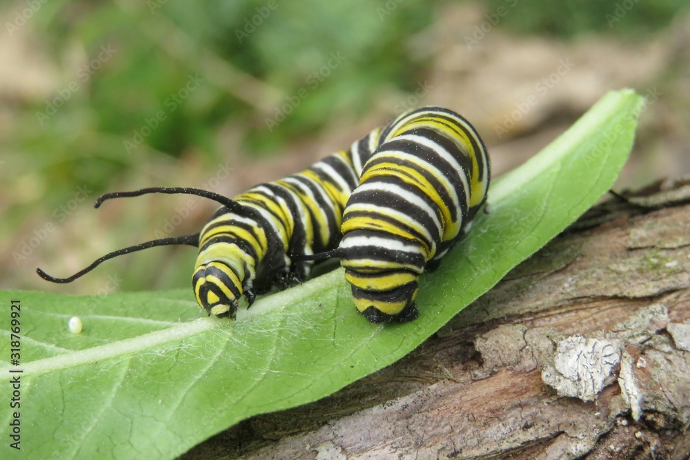 Naklejka premium Caterpillar Monarch on green leaf in Florida wild, closeup