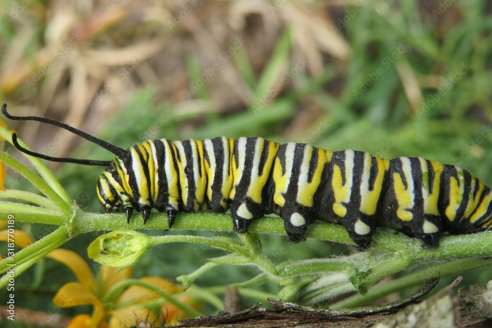 Naklejka premium Caterpillar Monarch on plant branch in Florida wild, closeup