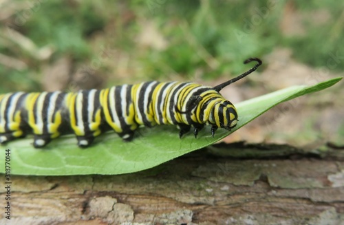 Caterpillar Monarch on green leaf in Florida wild, closeup