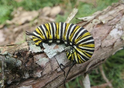 Monarch caterpillar on a tree bark in Florida wild, closeup 