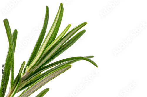 Rosemary twig and leaves isolated on white with clipping path