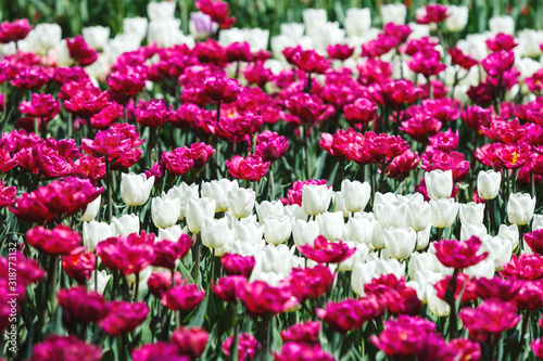 Field of violet and white tulips with selective focus. Spring, floral background. Garden with flowers. Natural blooming.