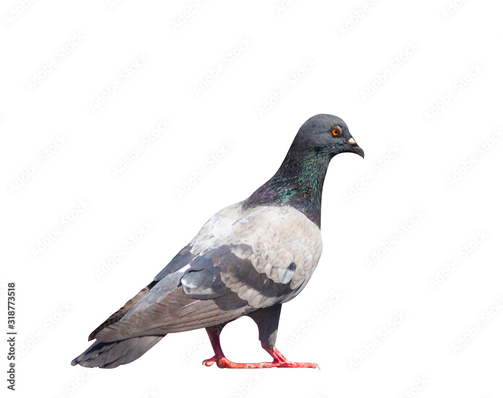 Full body of pigeon and red leg isolated on white background with clipping path. Full body of pigeon and red leg isolated on white background with clipping path.