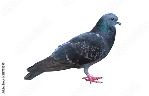Full body of gray pigeon and green neck isolated on white background with clipping path.