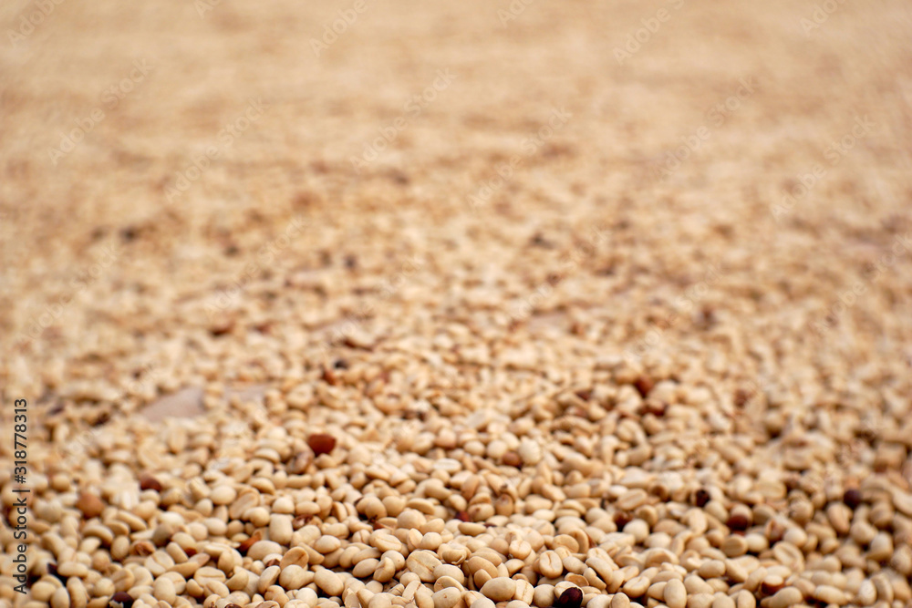 white coffee beans background. organic dry coffee seed white coffee beans background. organic dry coffee seed