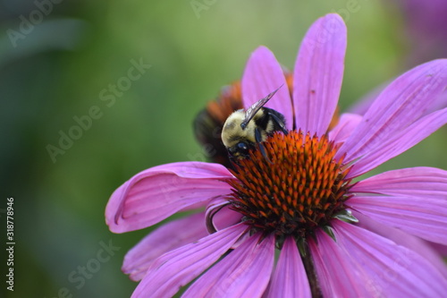 Bee on a flower © Marcel Eaton