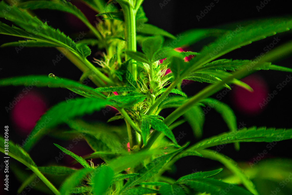 Extreme selective focus closeup of a cannabis plant stem with fan leaves and flowers with pistils are sprouting. Purple lights in the background