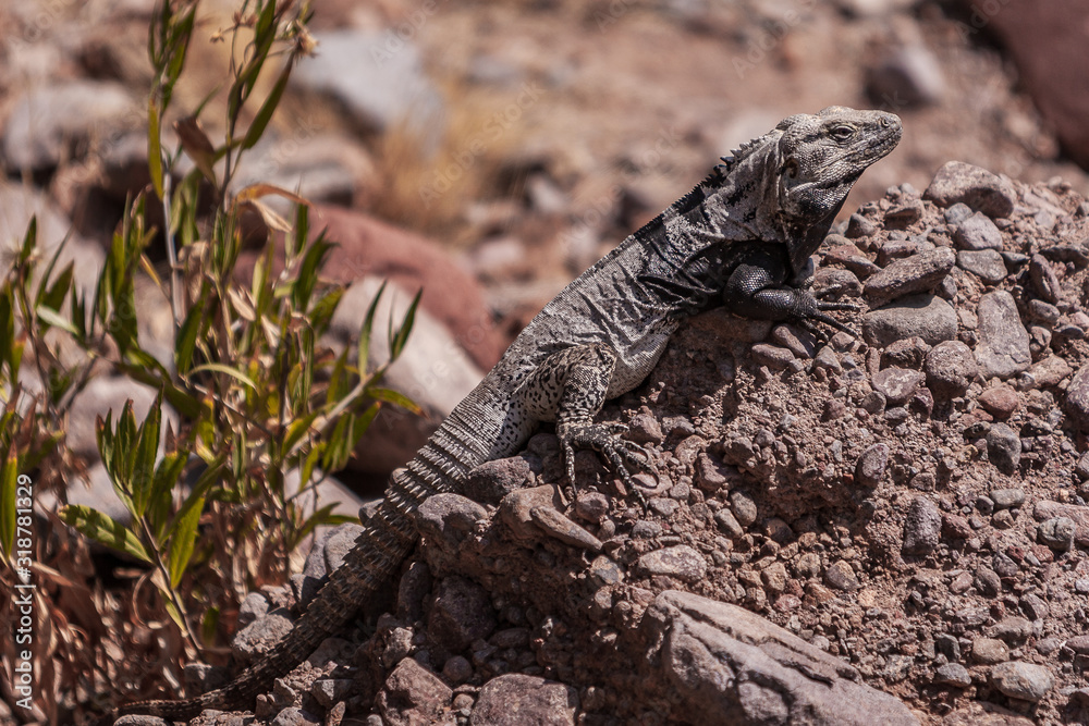 Obraz premium Iguana warming up under the morning sun