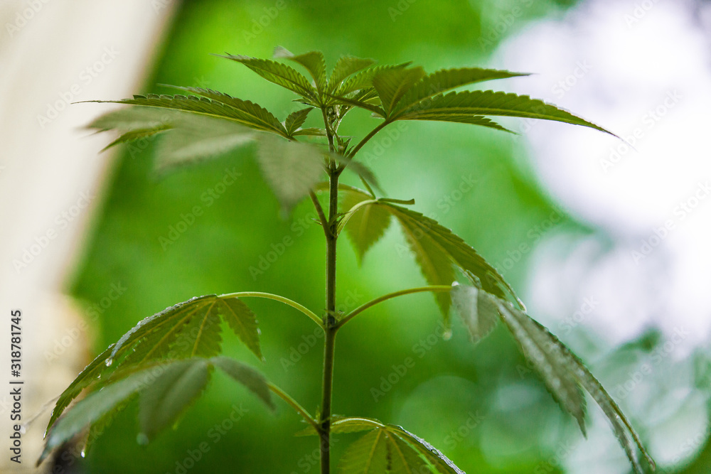 Obraz premium Closeup shot of individual marijuana plant in brightly lit greenhouse. Top leaves of a green cannabis plant with out of focus greenery in the background