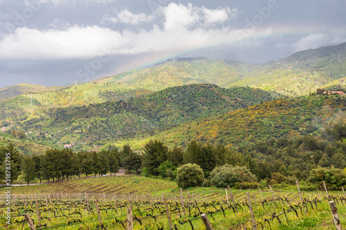 Italy, Sicily, Palermo Province, Castelbuono. Rural vineyards near Castelbuono.