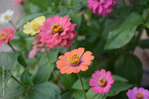 Zinnia flowers with blurred background. © Sophon_Nawit