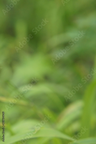 Defocused photo of fresh green grass. Spring background 