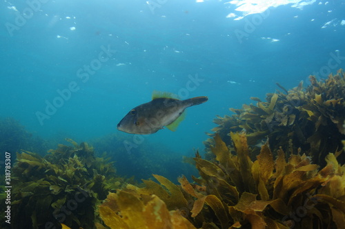 New Zealand triggerfish called leatherjacket Parika scaber swimming above fields of brown seaweed Ecklonia radiata.