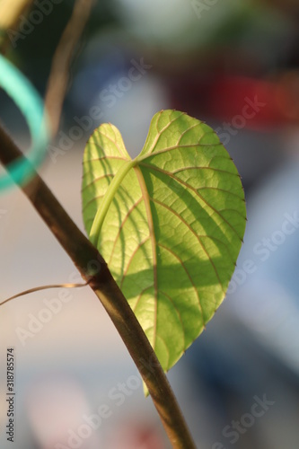 leaf on green background