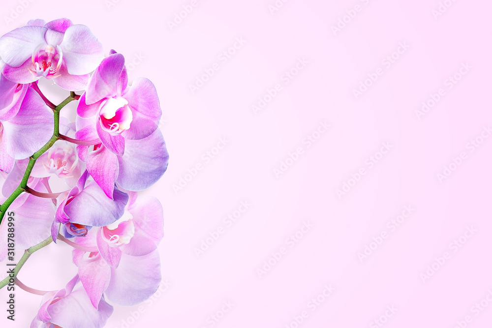 Orchid flowers on pink background with copy space. Spring background Orchid flowers on pink background with copy space. Spring background