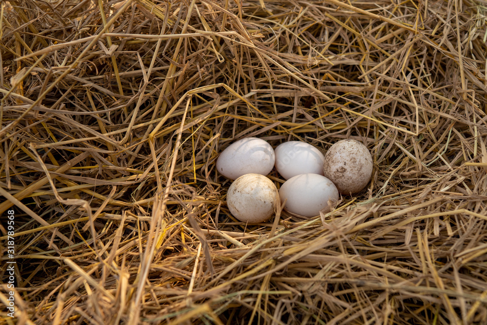 The duck eggs are on the straw after the ducks leave the eggs before looking for food.