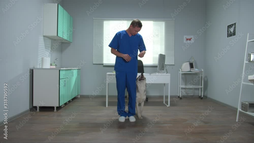 Vet in uniform trains a husky in cabinet Vet in uniform trains a husky in cabinet