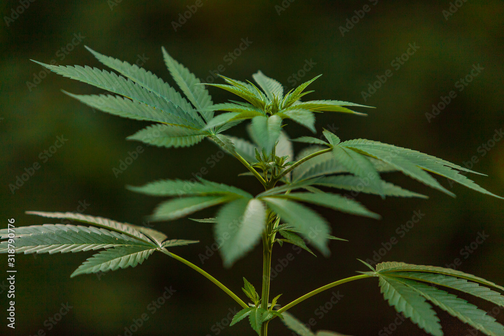 Close up selective focus shot of the top of a cannabis plant. Leaves sprouting from a marijuana plant out of focus foliage in the background Close up selective focus shot of the top of a cannabis plant. Leaves sprouting from a marijuana plant out of focus foliage in the background