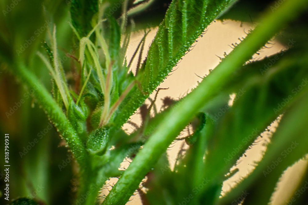 Extreme selective focus closeup of cannabis flower. Marijuana crystals cover the stem from which pistils sprout. Backlit by out of focus white light Extreme selective focus closeup of cannabis flower. Marijuana crystals cover the stem from which pistils sprout. Backlit by out of focus white light