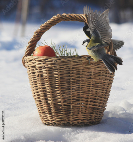 There is a small basket of apples on the snow. Two Tits have flown up to her and are trying to sit down.