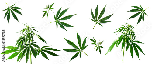 Cannabis background. The sheet of hemp isolated on a white background
