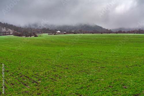Farm field with young green shoots in winter