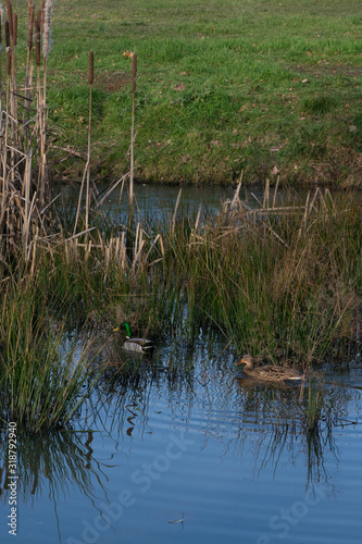 Cane et canard