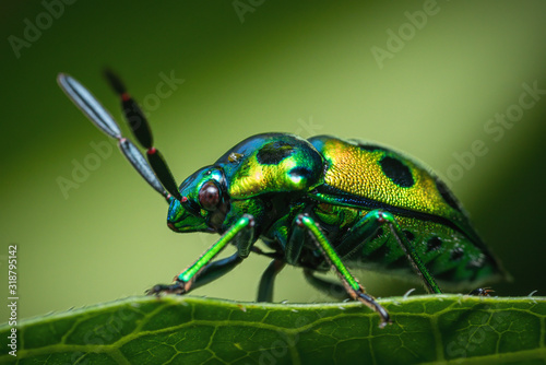 Calliphara nobilis