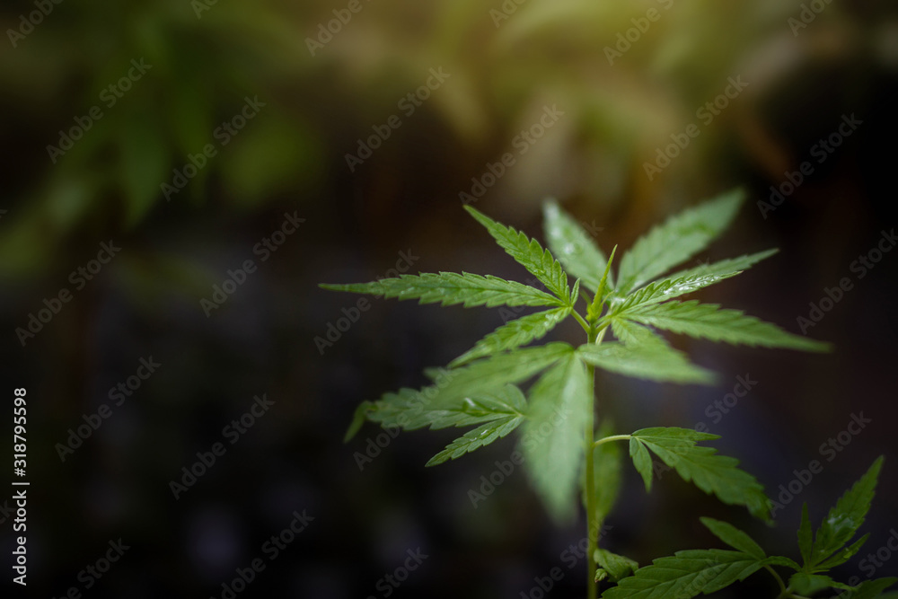 Growing marijuana seedlings Medical marijuana World Cannabis Day Concept Growing marijuana seedlings Medical marijuana World Cannabis Day Concept