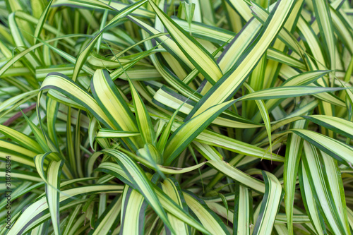 Green grass tropic leaves background.