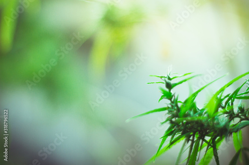 History of marijuana plants Marijuana grows Ready to harvest.