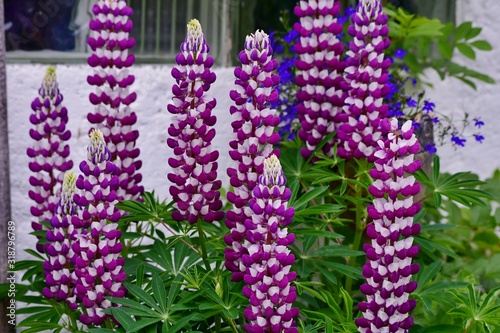 bunch of lupine flowers