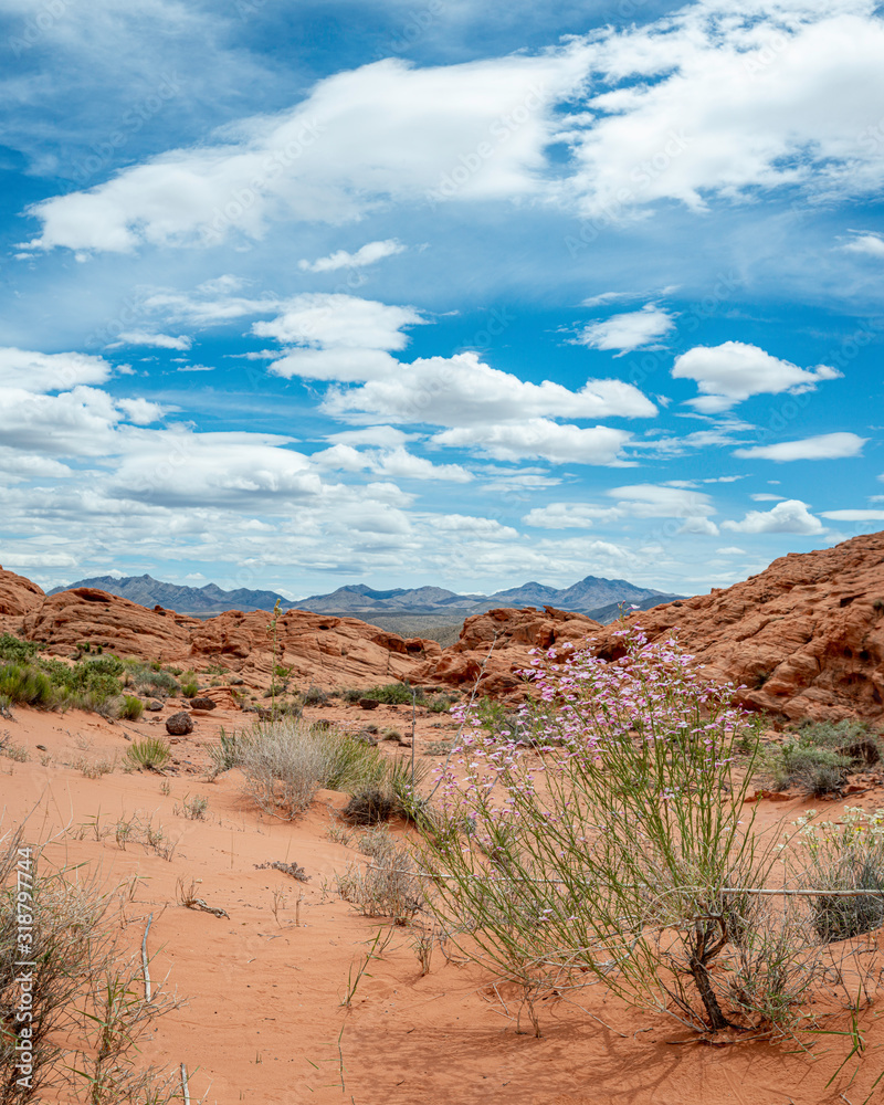 USA, Nevada, Clark County, Gold Butte National Monument. Pink plains beardtongue (Penstemon ambiguus subsp. laevissimus) is a perennial subshrub that grows in sandy soils.