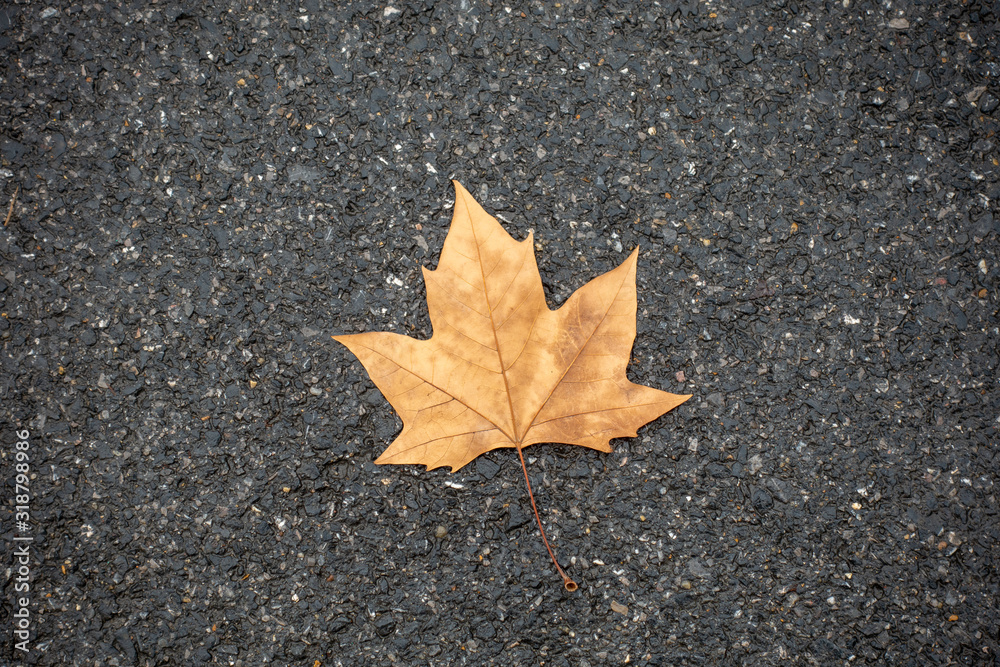 There was a heap of autumn leaves on the surface of the stone There was a heap of autumn leaves on the surface of the stone