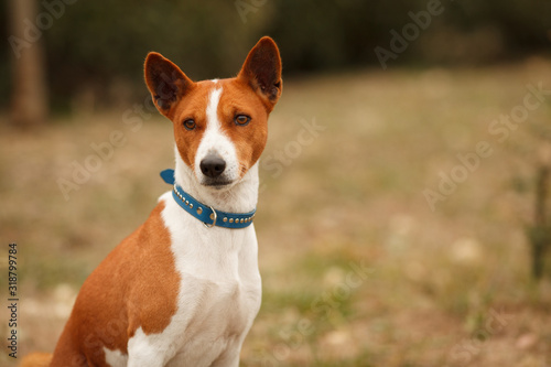 Cute red dog breed Basenji or Congo Terrier for a walk in the Park, a beautiful portrait. Place for the inscription. Concept: veterinary medicine, cynology, dog care.