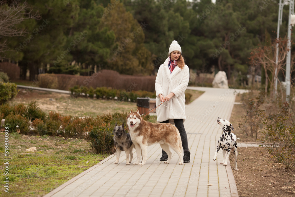 Φωτογραφία A beautiful, fashionable girl in an artificial white fur coat walks husky and keeshund and Dalmatian dogs