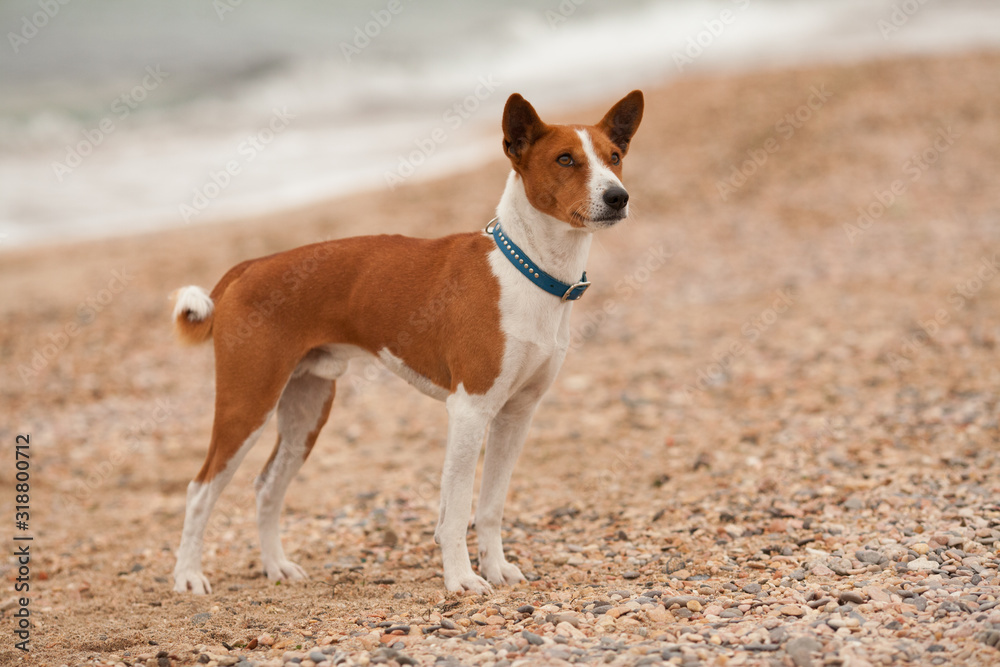 Beautiful dog breed Basenji on the sea on the beach. Beautiful portrait. Concept: dog training.