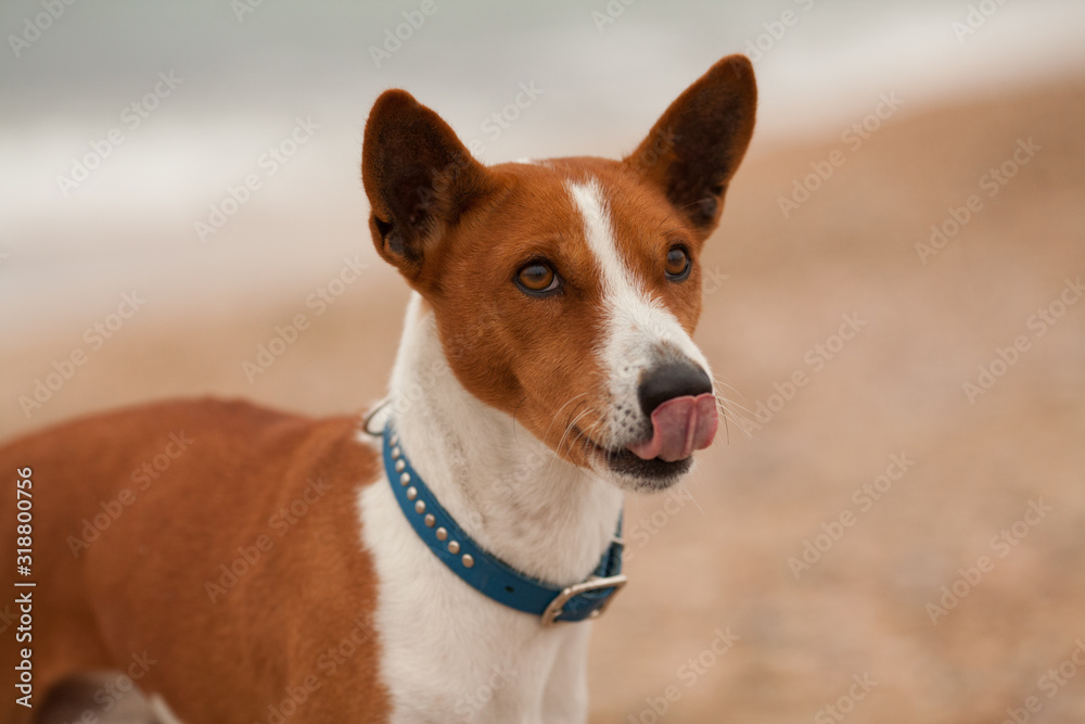 Beautiful dog breed Basenji on the sea on the beach. Beautiful portrait. Concept: dog training.