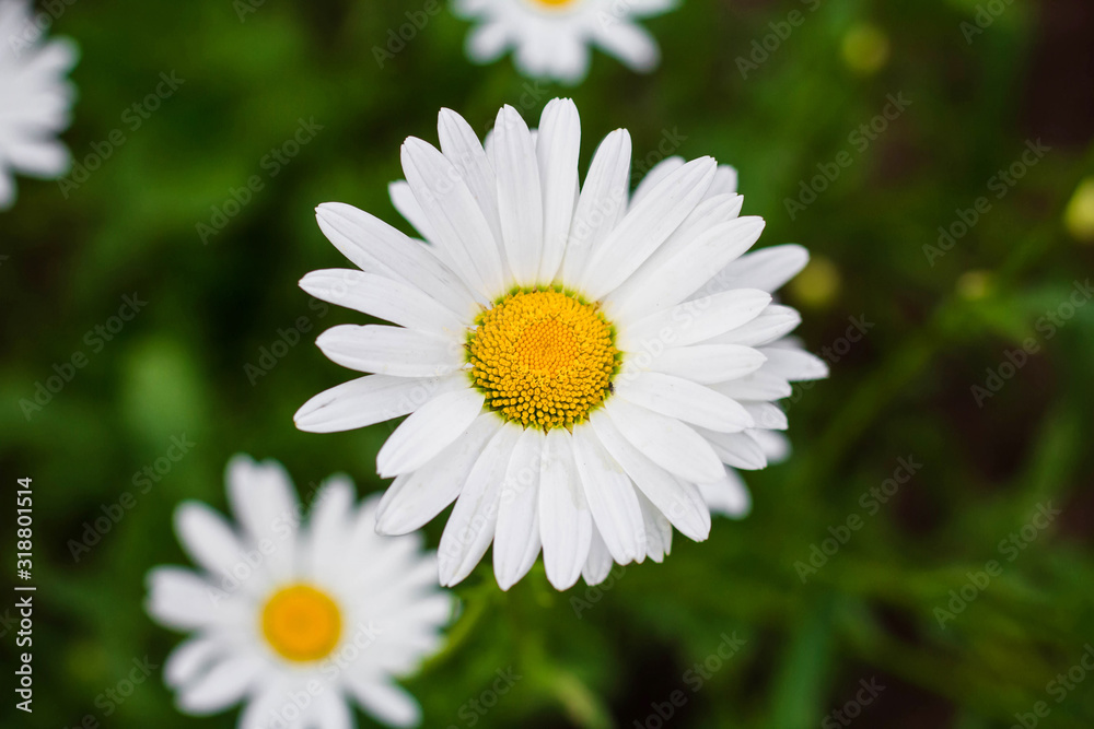Fototapeta premium chamomile flowers close-up