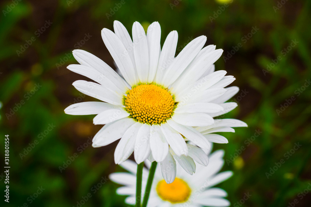 Obraz premium chamomile flowers close-up