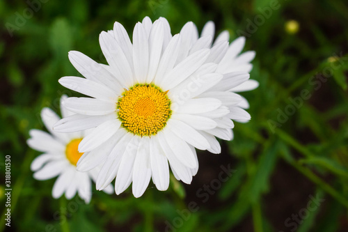 chamomile flowers close-up