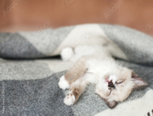 Cat relaxing on knitted plaid in home interior of living room © Tatyana Gladskih