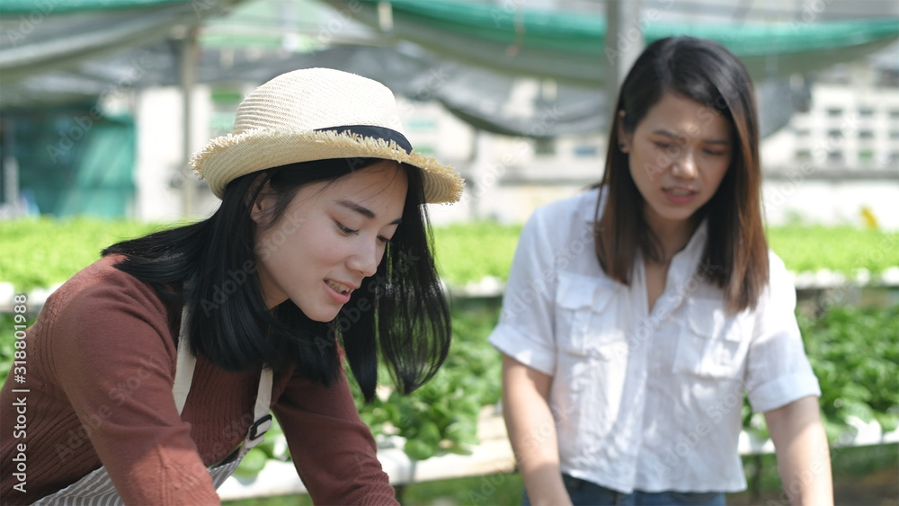 Agricultural concepts. Gardeners are helping to inspect the produce on the farm. 4k Resolution. Agricultural concepts. Gardeners are helping to inspect the produce on the farm. 4k Resolution.