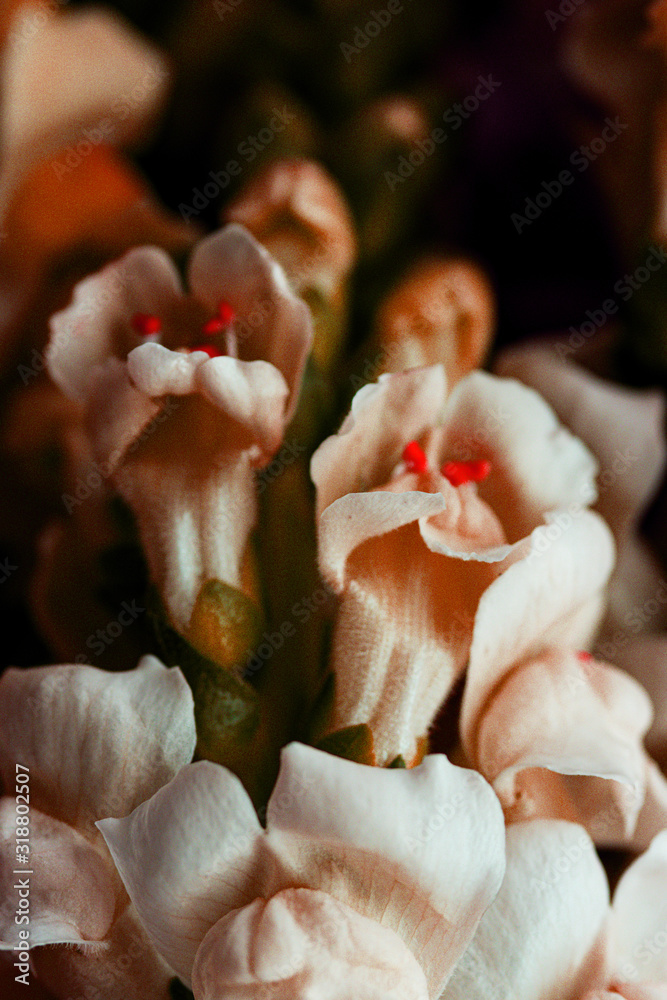 Romantic artistic closeup with soft focus bouquet of tender blooming Dragon flower, Snapdragon or Antirrhinum.
