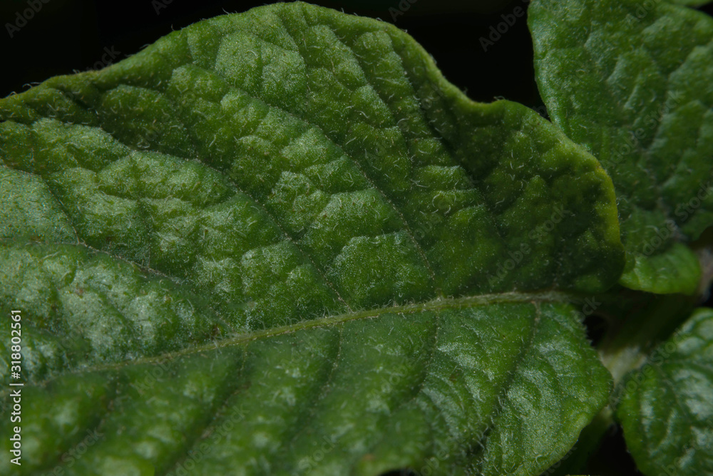 Sheet of potato. Macro mode. Green leaf. Sheet of potato. Macro mode. Green leaf.